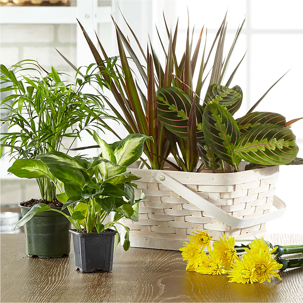 Florist Designed Blooming and Green Plants in a Basket – MARIE'S FLOWER & GIFT SHOPPE INC, Moultrie GA