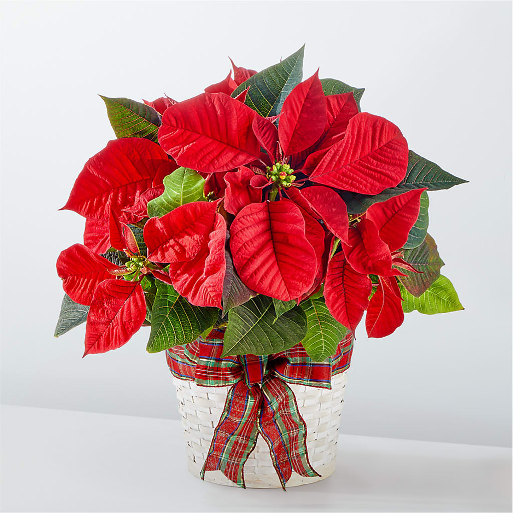 Happiest Holidays Poinsettia – MARIE'S FLOWER & GIFT SHOPPE INC, Moultrie GA