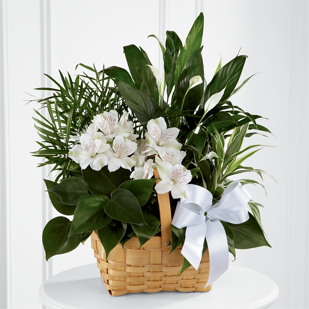 Peace & Serenity Dishgarden – MARIE'S FLOWER & GIFT SHOPPE INC, Moultrie GA