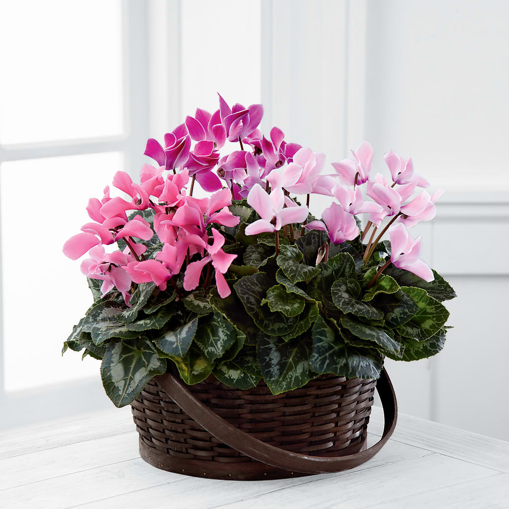 Mixed Cyclamen Planter – MARIE'S FLOWER & GIFT SHOPPE INC, Moultrie GA