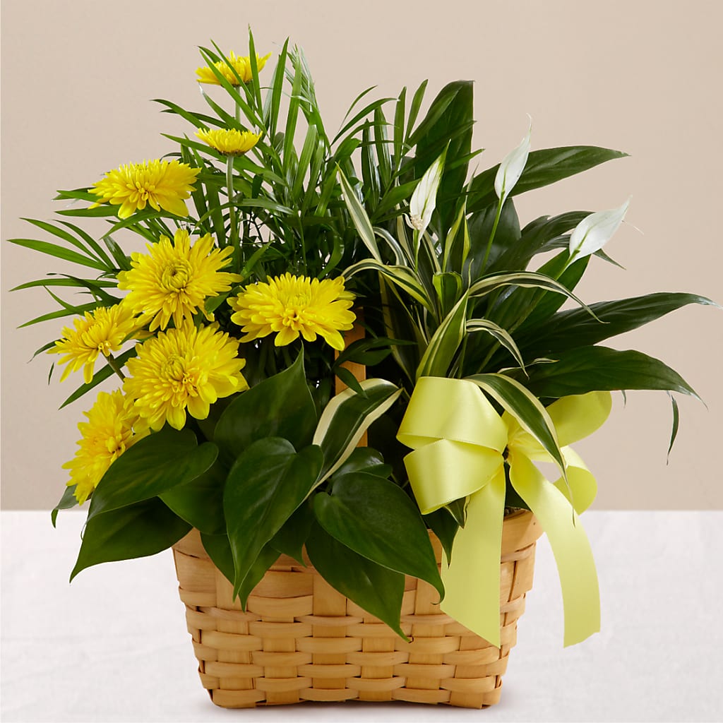 Loving Light Dishgarden – MARIE'S FLOWER & GIFT SHOPPE INC, Moultrie GA