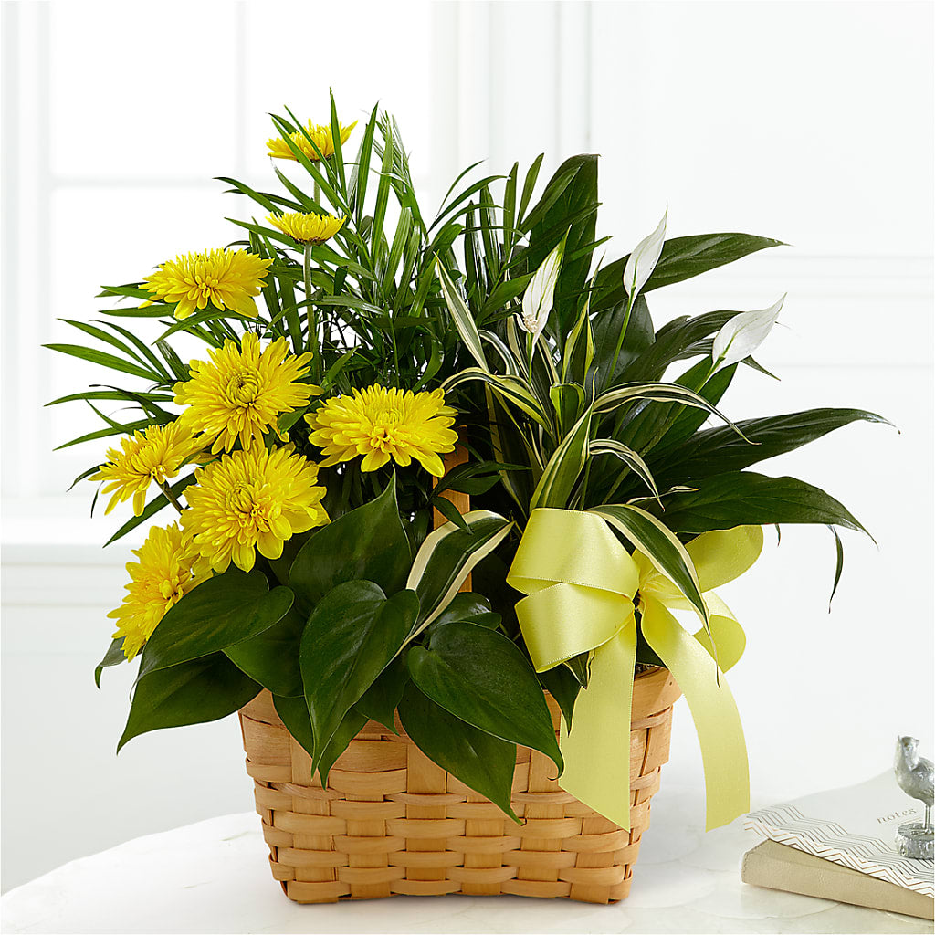 Loving Light Dishgarden – MARIE'S FLOWER & GIFT SHOPPE INC, Moultrie GA