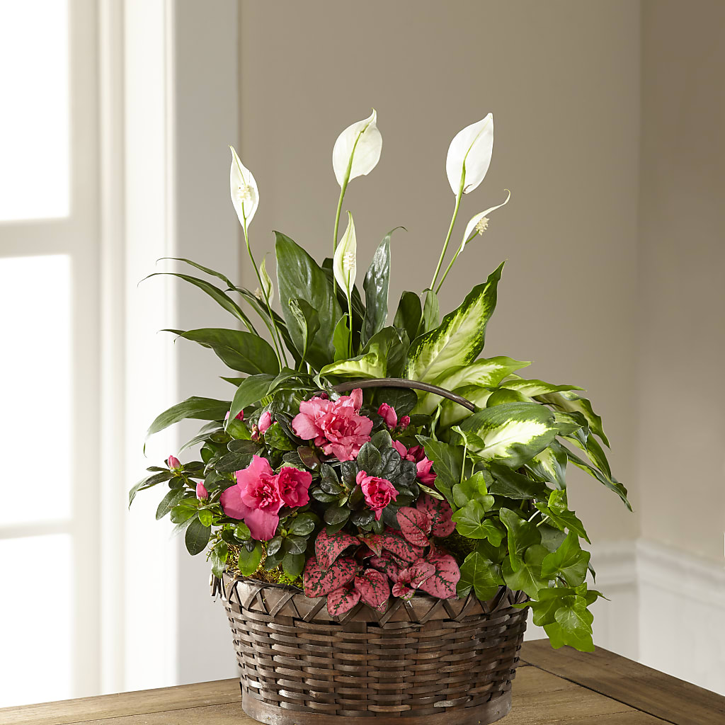 Dream in Pink Dishgarden – MARIE'S FLOWER & GIFT SHOPPE INC, Moultrie GA