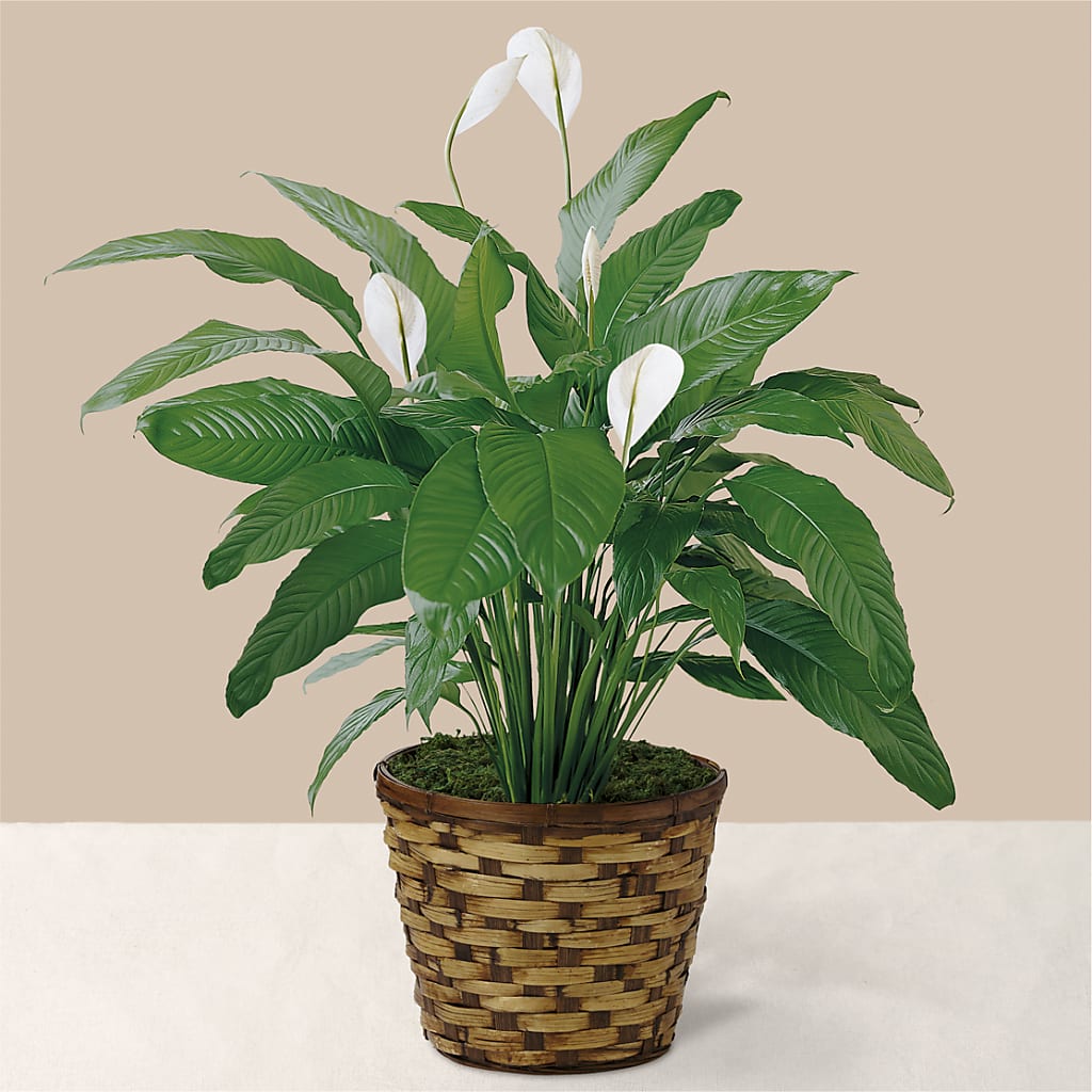 Tranquil Moments Peace Lily Plant – MARIE'S FLOWER & GIFT SHOPPE INC, Moultrie GA