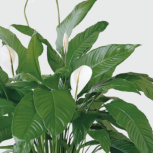Tranquil Moments Peace Lily Plant – MARIE'S FLOWER & GIFT SHOPPE INC, Moultrie GA