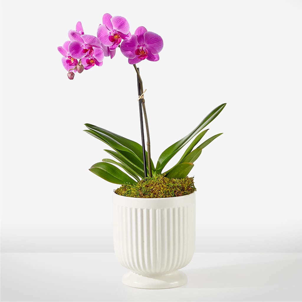 Friendly Fuchsia Orchid – MARIE'S FLOWER & GIFT SHOPPE INC, Moultrie GA