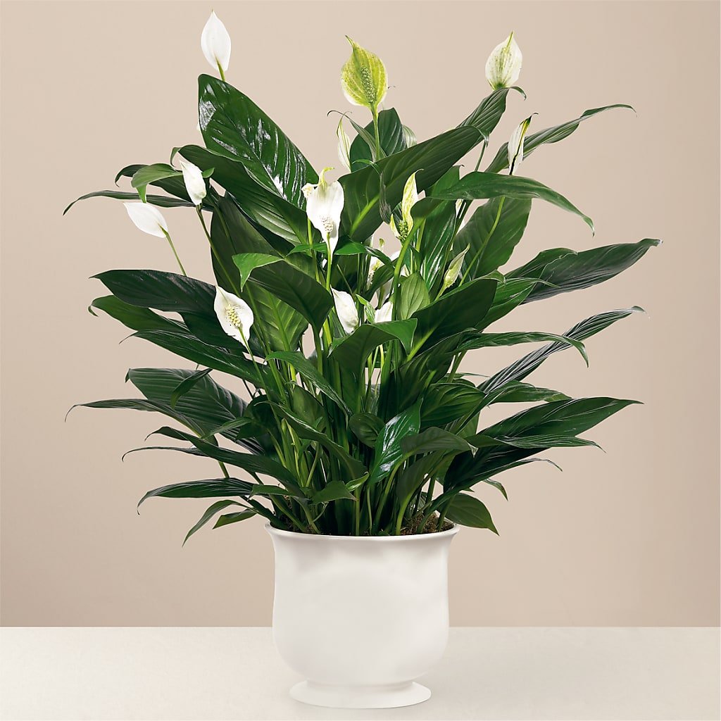 Comfort Planter – MARIE'S FLOWER & GIFT SHOPPE INC, Moultrie GA