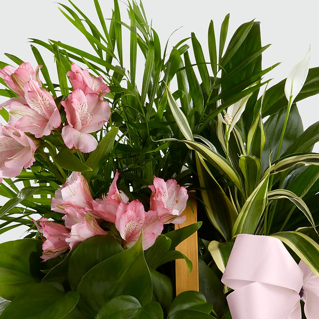 Living Spirit Dishgarden – MARIE'S FLOWER & GIFT SHOPPE INC, Moultrie GA