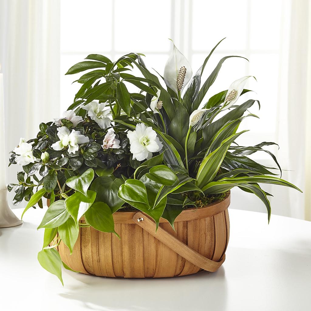 Serene Dishgarden – MARIE'S FLOWER & GIFT SHOPPE INC, Moultrie GA