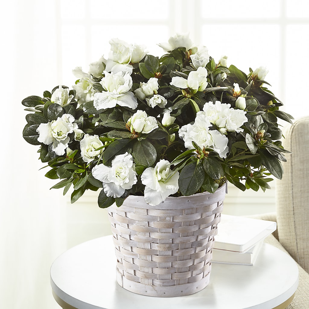 White Azalea Plant – MARIE'S FLOWER & GIFT SHOPPE INC, Moultrie GA