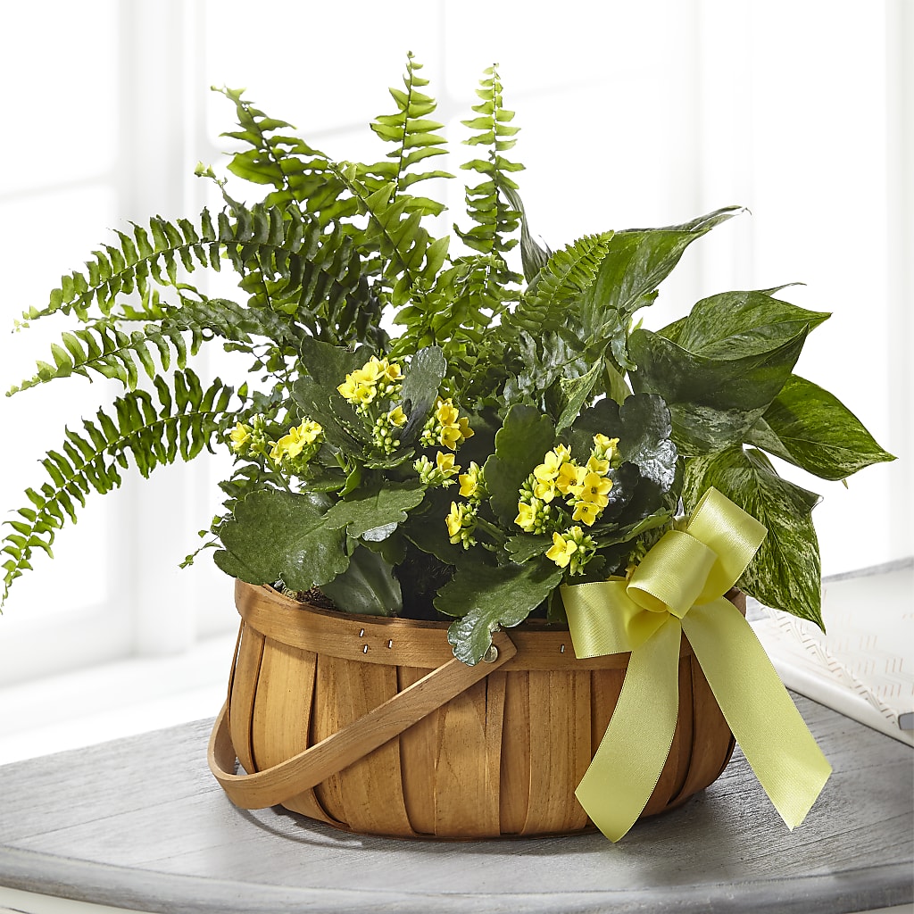 Always Dear Dishgarden – MARIE'S FLOWER & GIFT SHOPPE INC, Moultrie GA