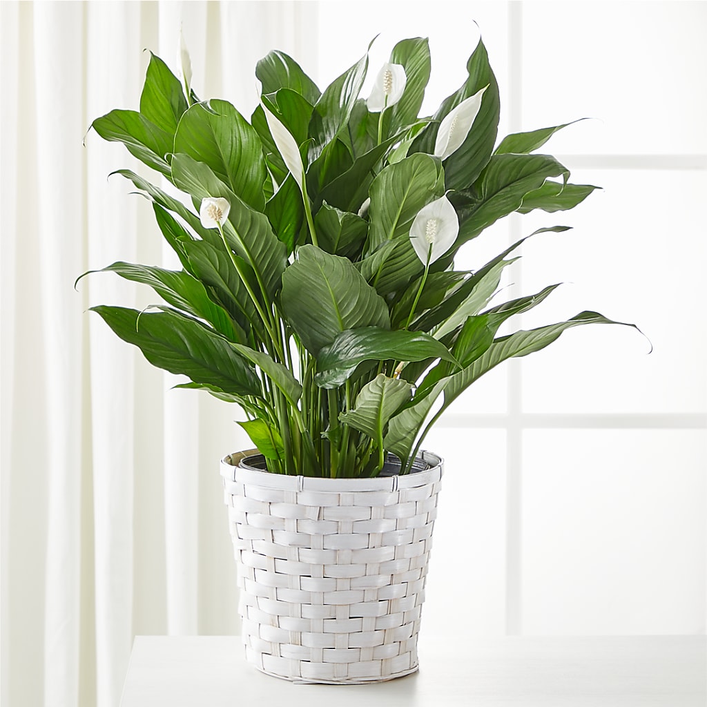 A New Leaf Peace Lily – MARIE'S FLOWER & GIFT SHOPPE INC, Moultrie GA