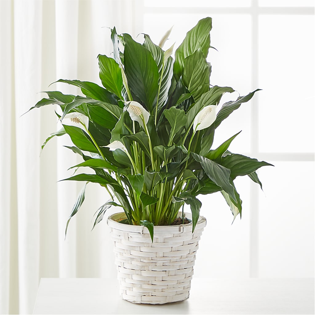 A New Leaf Peace Lily – MARIE'S FLOWER & GIFT SHOPPE INC, Moultrie GA