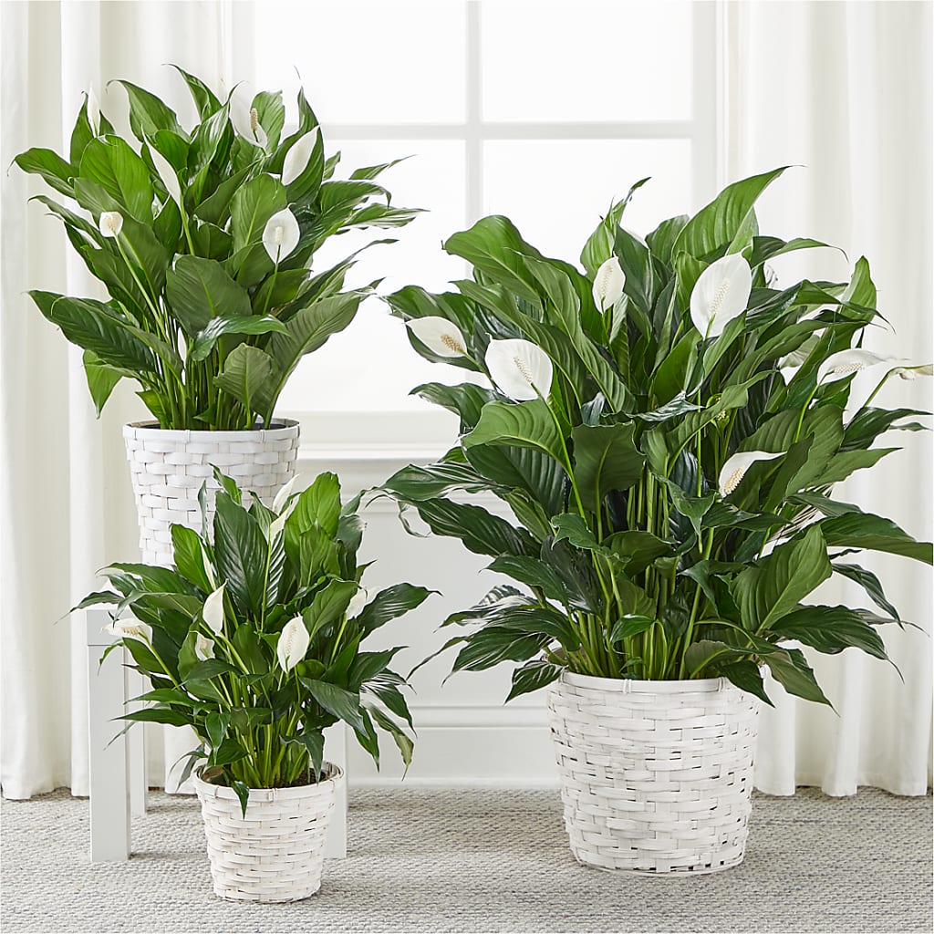A New Leaf Peace Lily – MARIE'S FLOWER & GIFT SHOPPE INC, Moultrie GA