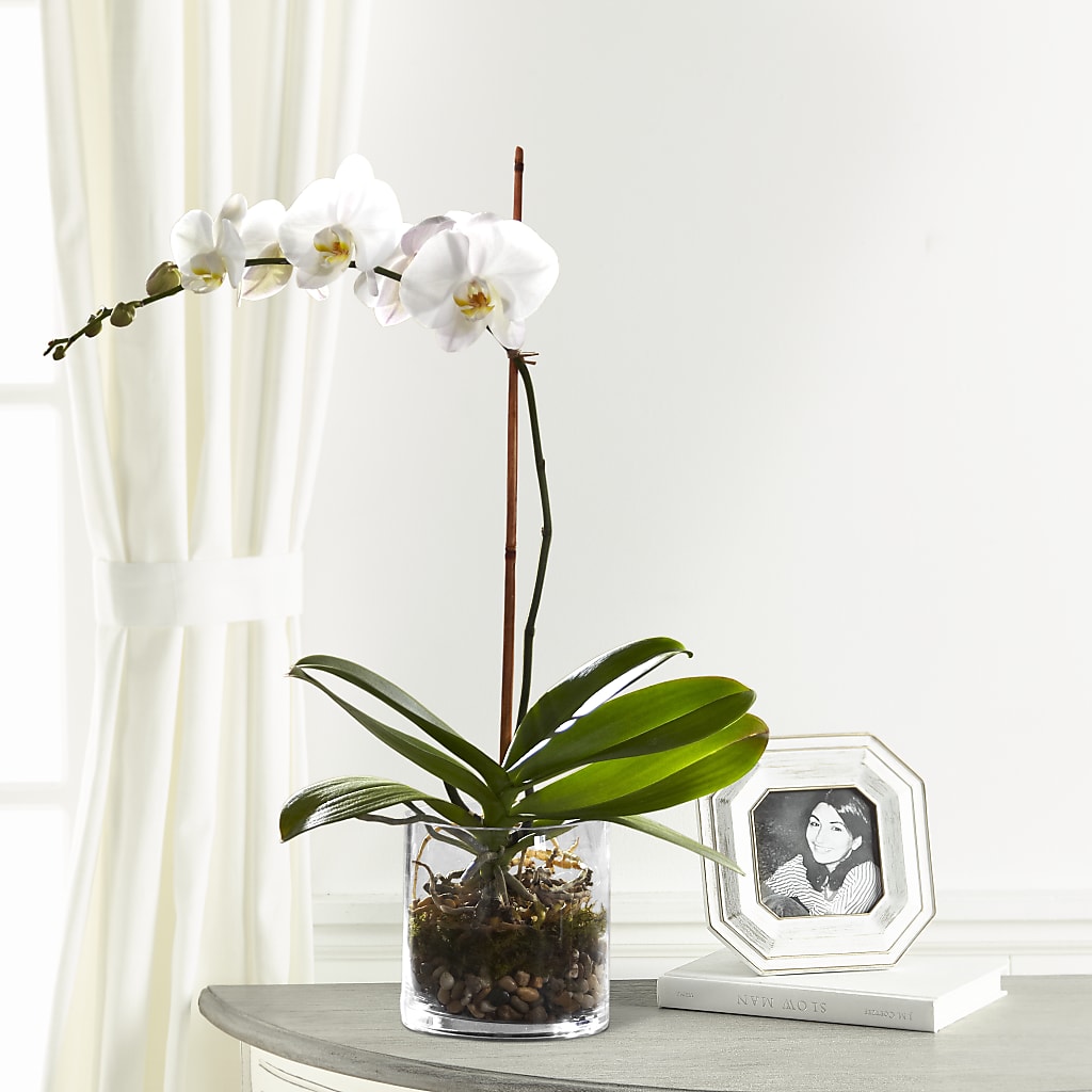 White Orchid Planter – MARIE'S FLOWER & GIFT SHOPPE INC, Moultrie GA