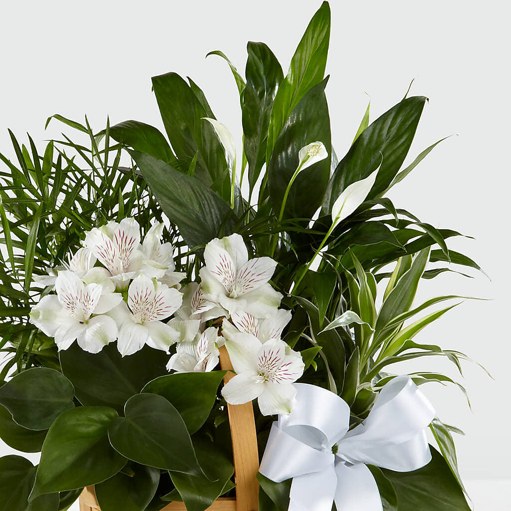 Peace & Serenity Dishgarden – MARIE'S FLOWER & GIFT SHOPPE INC, Moultrie GA
