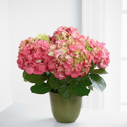 Pink Hydrangea Planter – MARIE'S FLOWER & GIFT SHOPPE INC, Moultrie GA