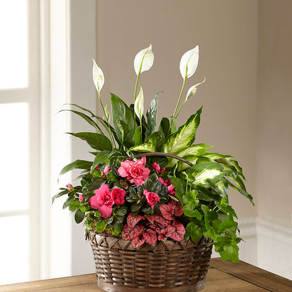 Dream in Pink Dishgarden – MARIE'S FLOWER & GIFT SHOPPE INC, Moultrie GA