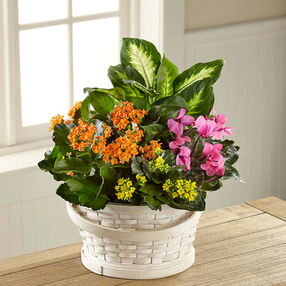Color Crush Dishgarden – MARIE'S FLOWER & GIFT SHOPPE INC, Moultrie GA