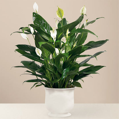 Comfort Planter – MARIE'S FLOWER & GIFT SHOPPE INC, Moultrie GA