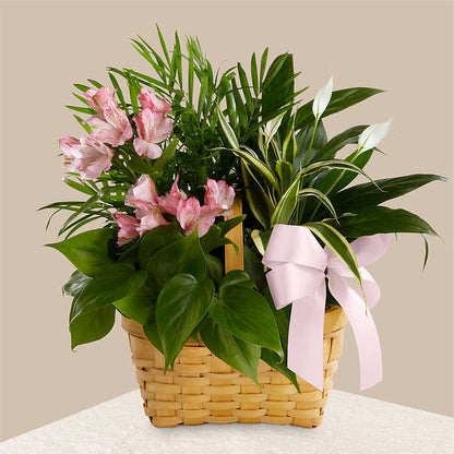 Living Spirit Dishgarden – MARIE'S FLOWER & GIFT SHOPPE INC, Moultrie GA