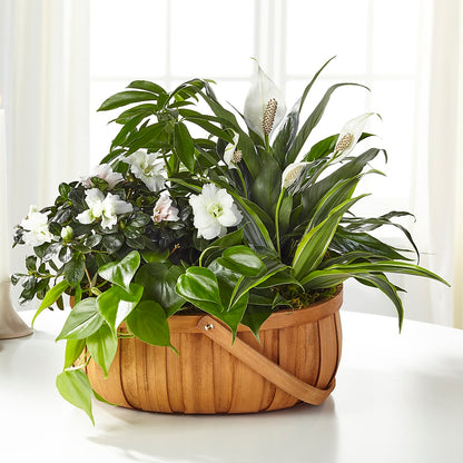 Serene Dishgarden – MARIE'S FLOWER & GIFT SHOPPE INC, Moultrie GA