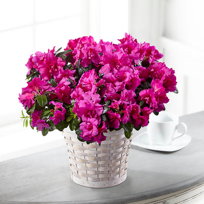 Hope & Serenity Azalea Plant – MARIE'S FLOWER & GIFT SHOPPE INC, Moultrie GA