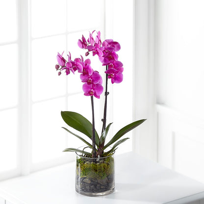Pink Orchid Plant – MARIE'S FLOWER & GIFT SHOPPE INC, Moultrie GA
