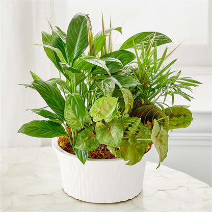 Balance & Harmony Dishgarden – MARIE'S FLOWER & GIFT SHOPPE INC, Moultrie GA